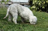 LAGOTTO CAVAGE 042